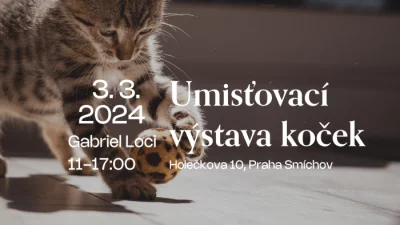 Umísťovací výstava koček