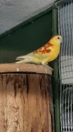 Papoušek zpěvavý