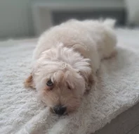 Maltipoo F1
