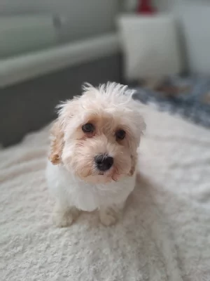 Maltipoo F1