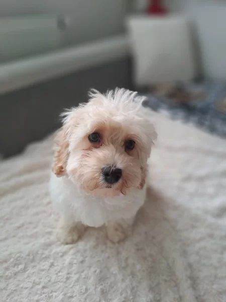 Maltipoo F1