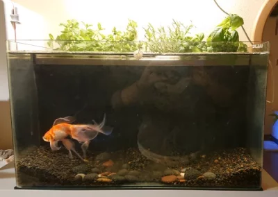 Akvárium 80 l s amatérskou funkční akvaponií