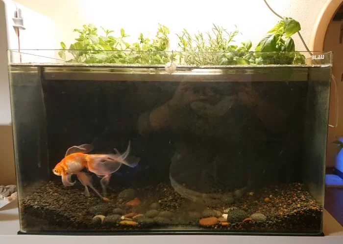 Akvárium 80 l s amatérskou funkční akvaponií
