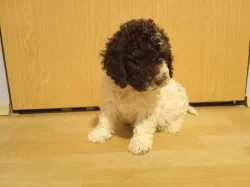 Lagotto Romagnolo /LRG/Italský vodní pes