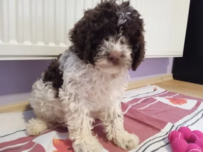 Lagotto Romagnolo /LRG/Italský vodní pes