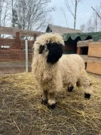 Beránek - Walliserská ovce