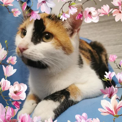 Kočička Lilinka