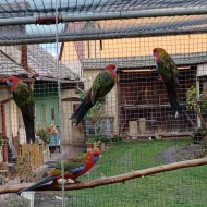 Rosela