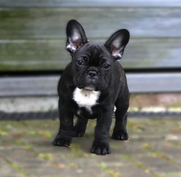 Štěně francouzského buldočka s PP FCI