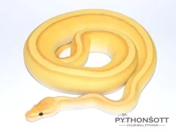 KRAJTA KRÁLOVSKÁ - Python regius