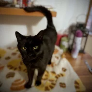 Kočička Danielka