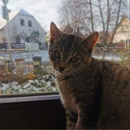 Kočička Helenka