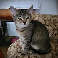 Kočička Helenka