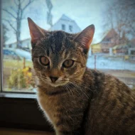 Kočička Helenka