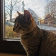 Kočička Helenka