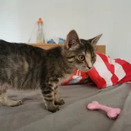 Kočička Hermiona