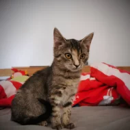 Kočička Hermiona