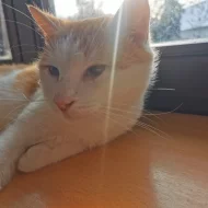 Kocourek Lucky