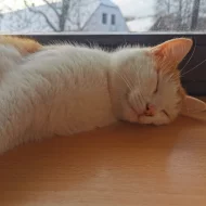 Kocourek Lucky
