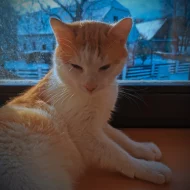 Kocourek Lucky