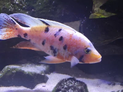 Malawi Aulonocara