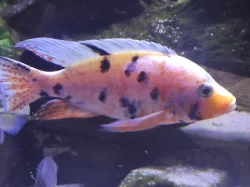 Malawi Aulonocara
