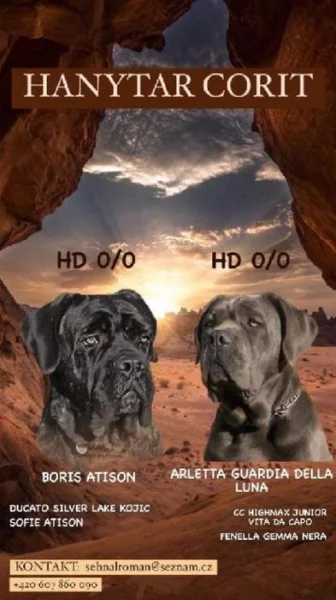 štěňata cane corso s pp