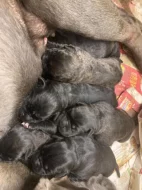 štěňata cane corso s pp