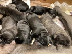 štěňata cane corso s pp