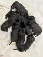 štěňata cane corso s pp