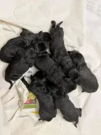 štěňata cane corso s pp