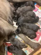 štěňata cane corso s pp