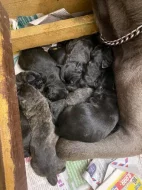 štěňata cane corso s pp