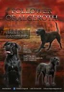 Cane Corso s PP
