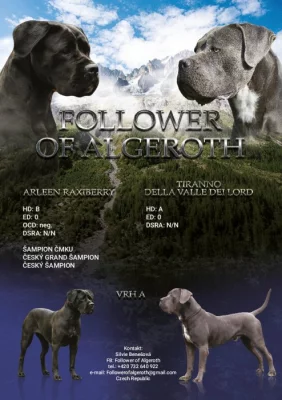 Cane Corso s PP