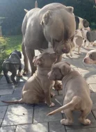 Štěňátka American Bully XL s PP