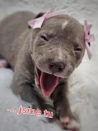 Štěňátka American Bully XL s PP