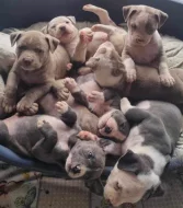 Štěňátka American Bully XL s PP