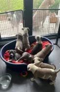Štěňátka American Bully XL s PP