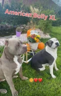 Štěňátka American Bully XL s PP