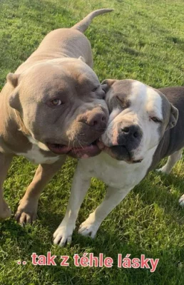 Štěňátka American Bully XL s PP