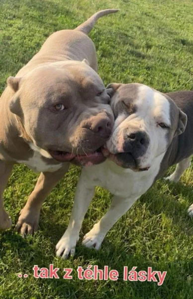 Štěňátka American Bully XL s PP