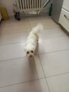 Prodám Maltézáka fenku