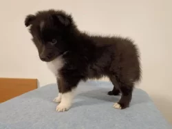 Sheltie