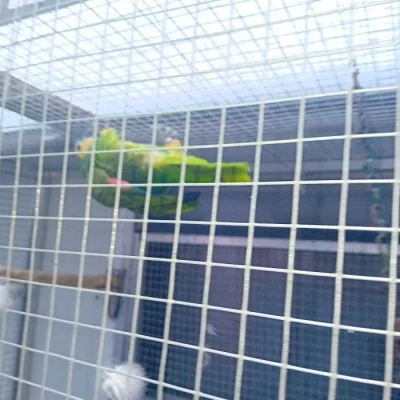 Vyměním