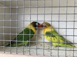 agapornis personatus