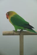 agapornis fischeri