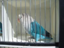 agapornis fischeri