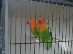 agapornis fischeri