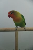 agapornis fischeri